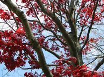 2003-05-18-red-tree-1.jpg